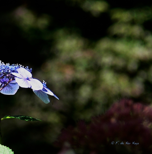 Bois des Moutiers  (68) Summer 2012